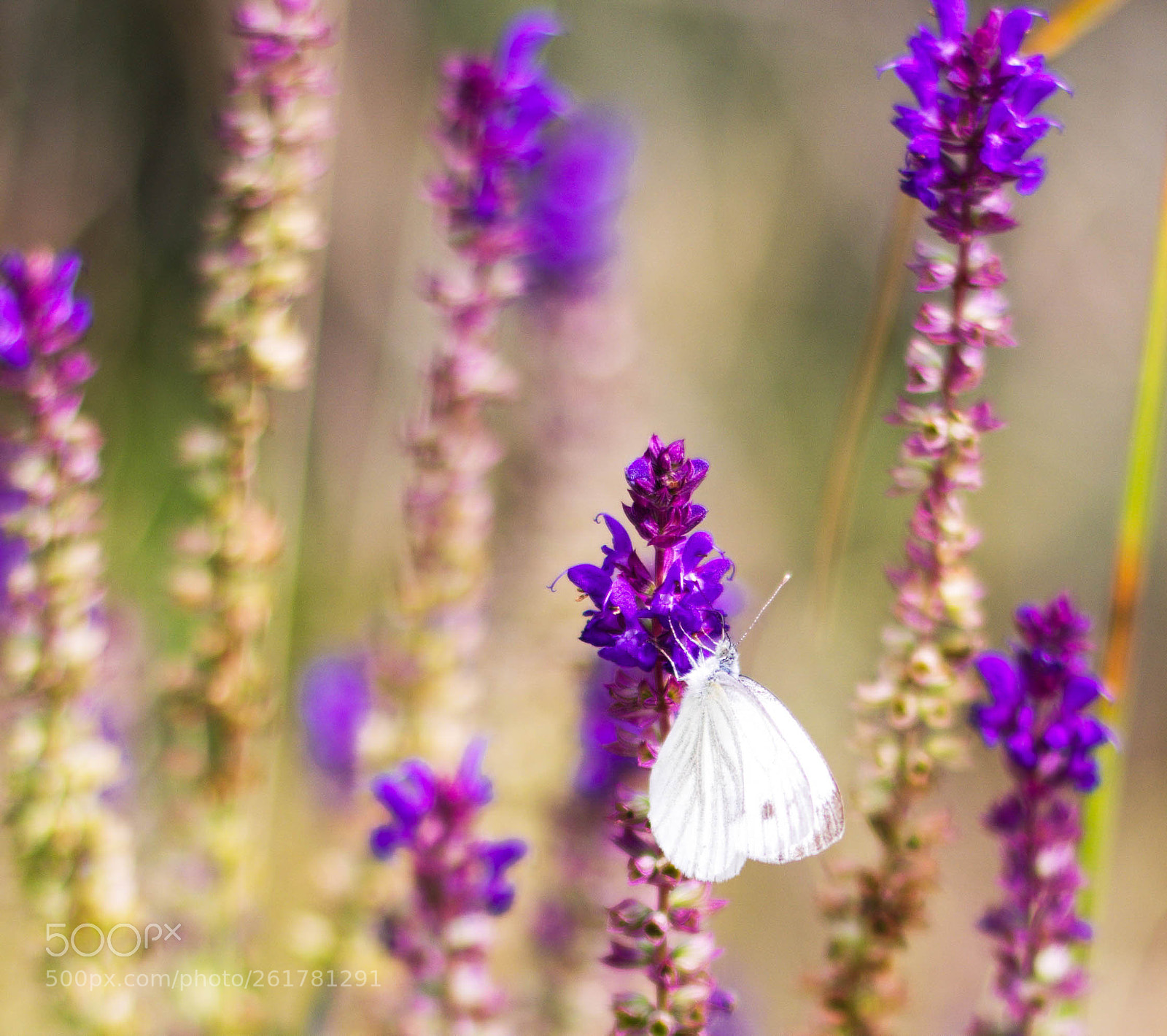 Nikon D7200 sample photo. Butterfly photography