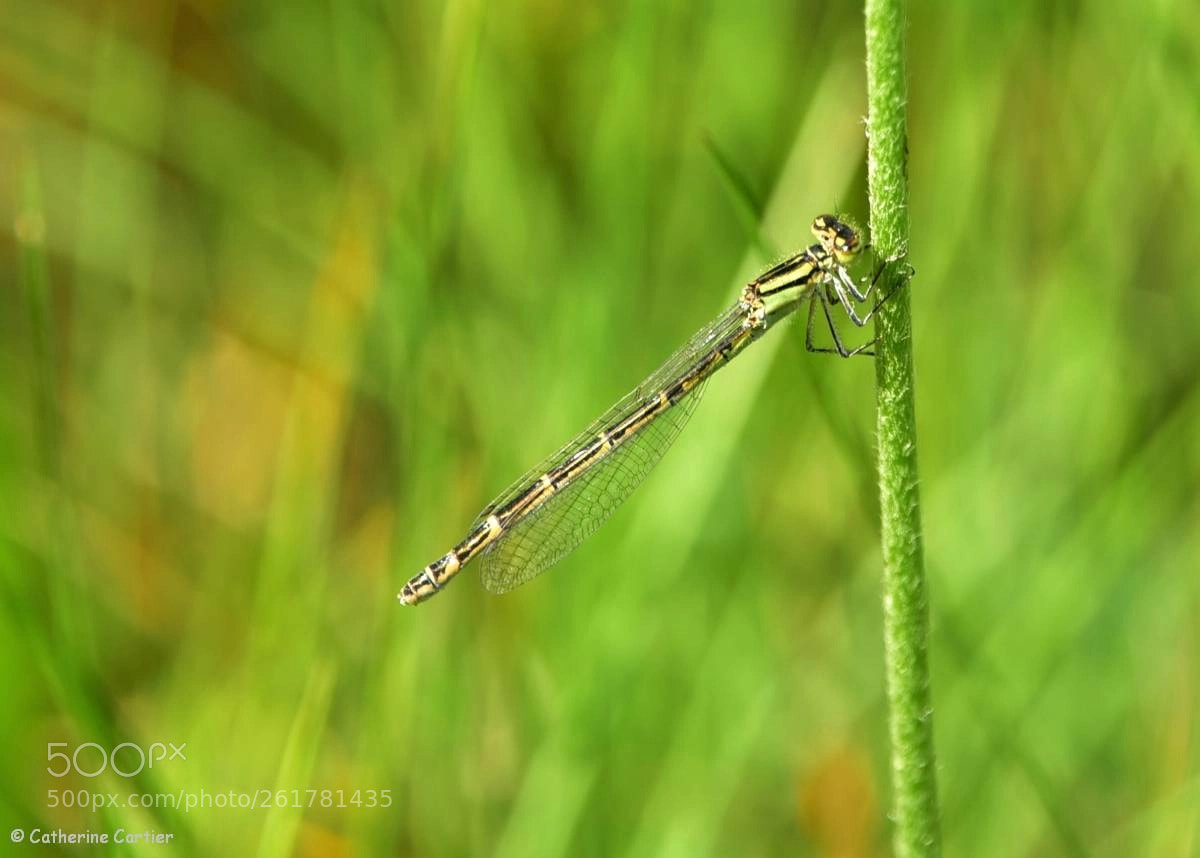Nikon D750 sample photo. Green photography
