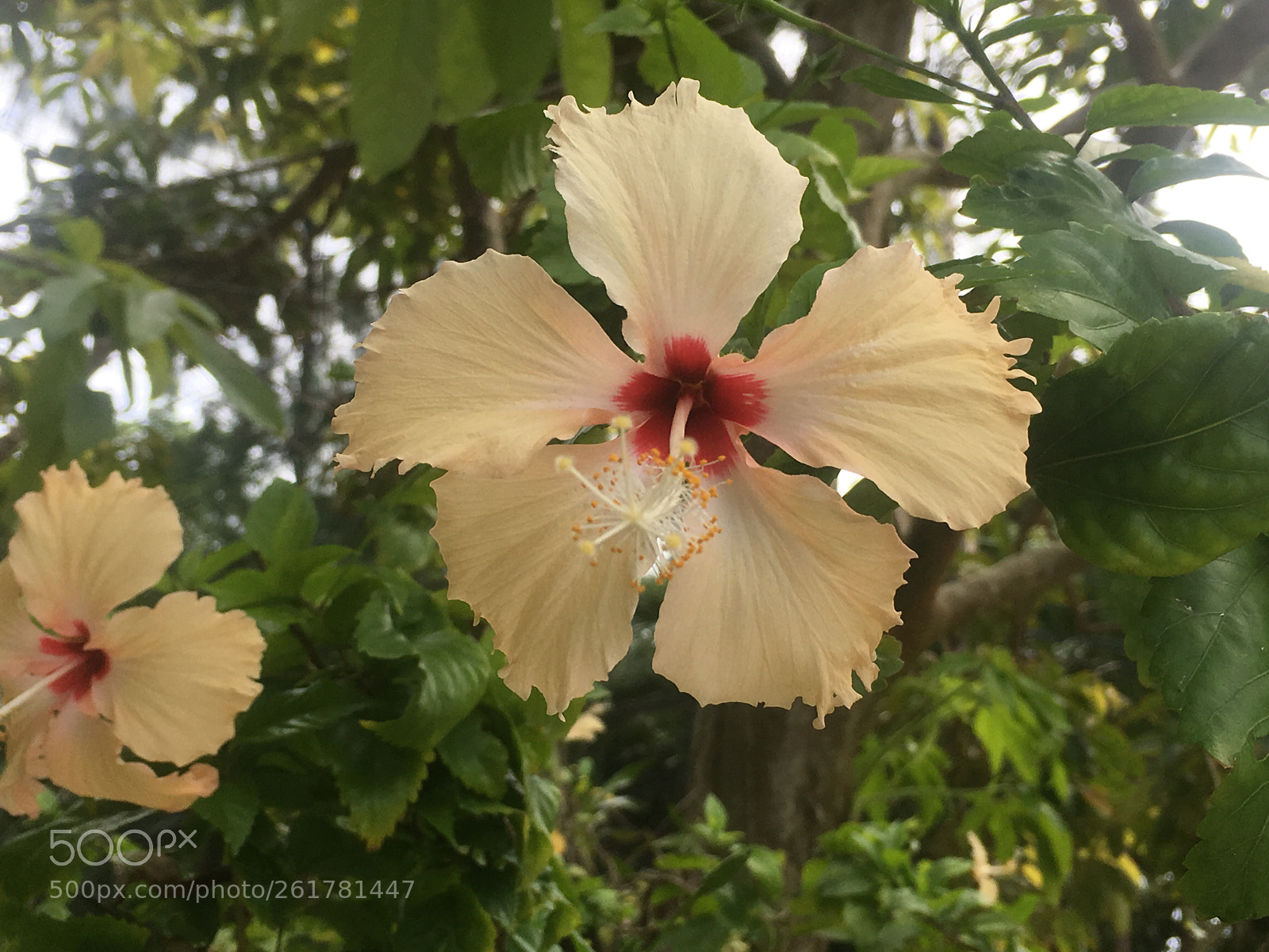 Apple iPhone 6s sample photo. Flower photography