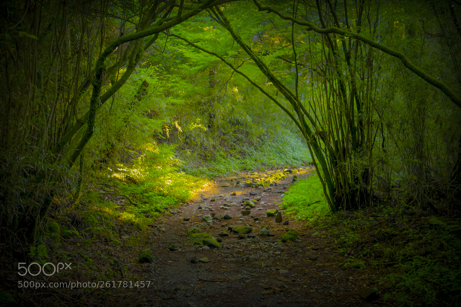 Canon EOS 5D Mark IV sample photo. Through the tunnel photography