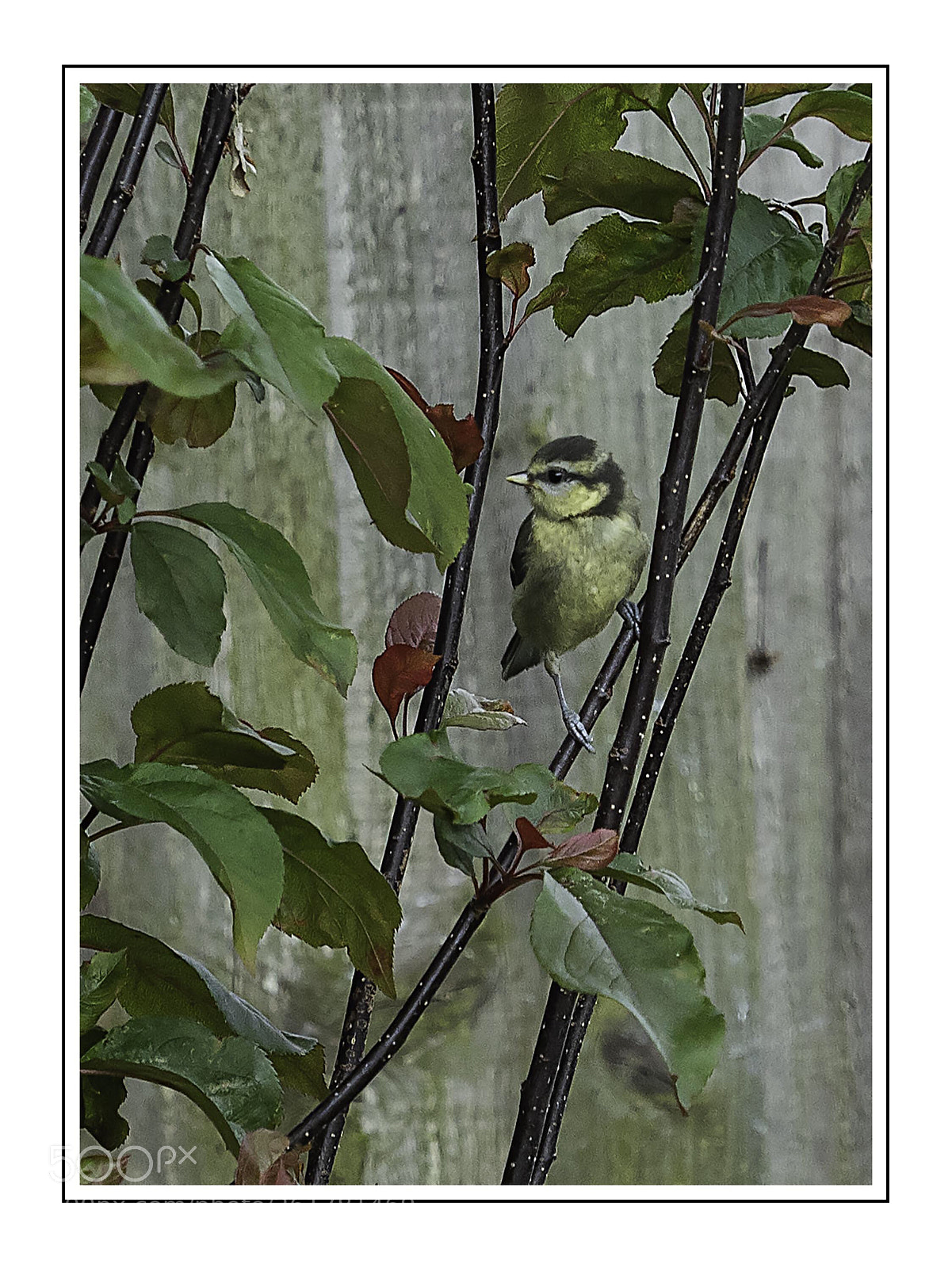 Olympus OM-D E-M5 II sample photo. Baby blue tit photography