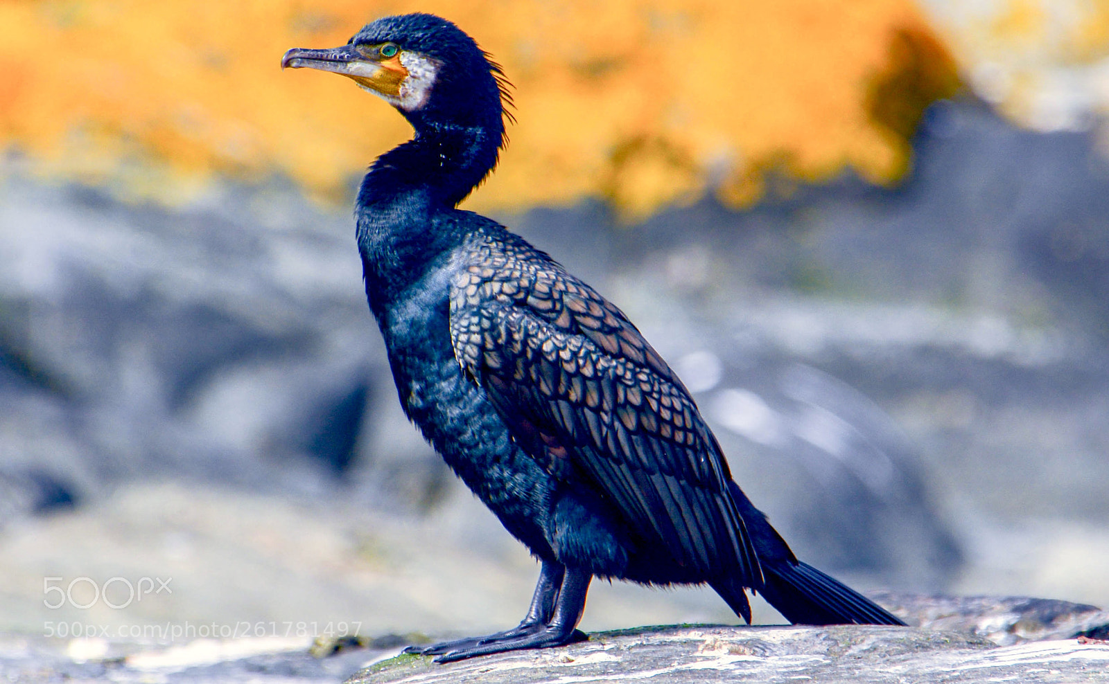Nikon D7100 sample photo. Black cormorant! photography