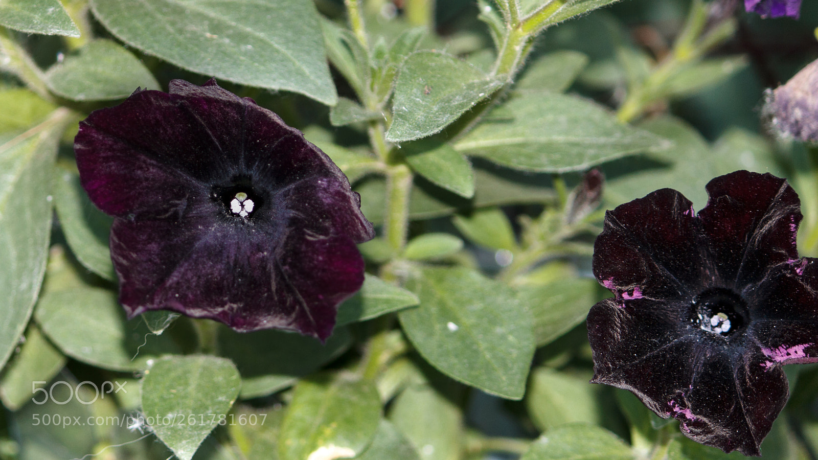 Canon EOS 60D sample photo. Flowers photography