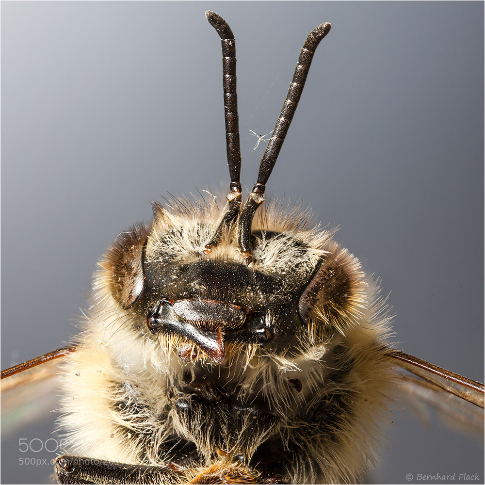 Canon EOS 5D Mark II sample photo. Biene_totfund_2 photography