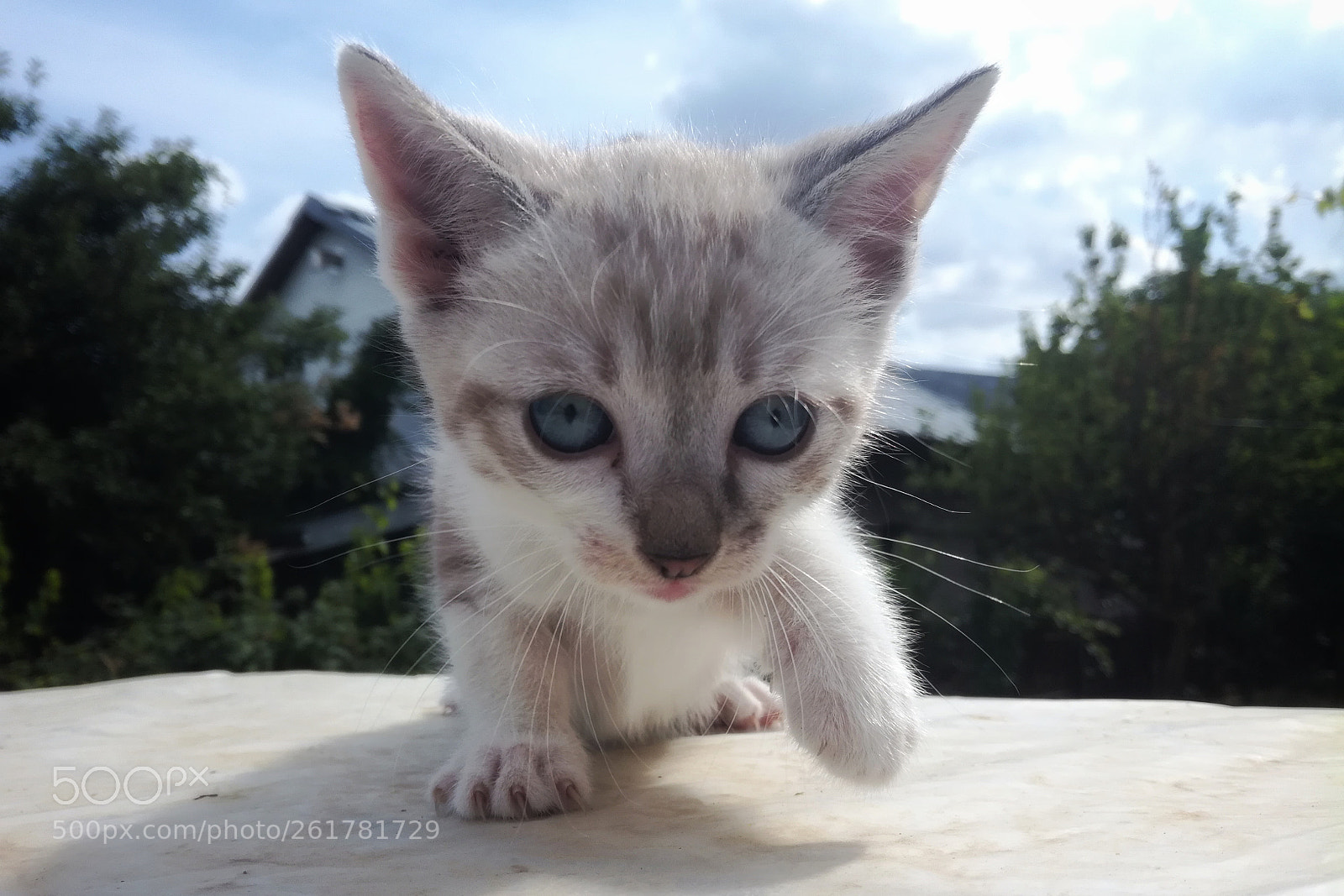 HUAWEI Honor 5C sample photo. Move on photography