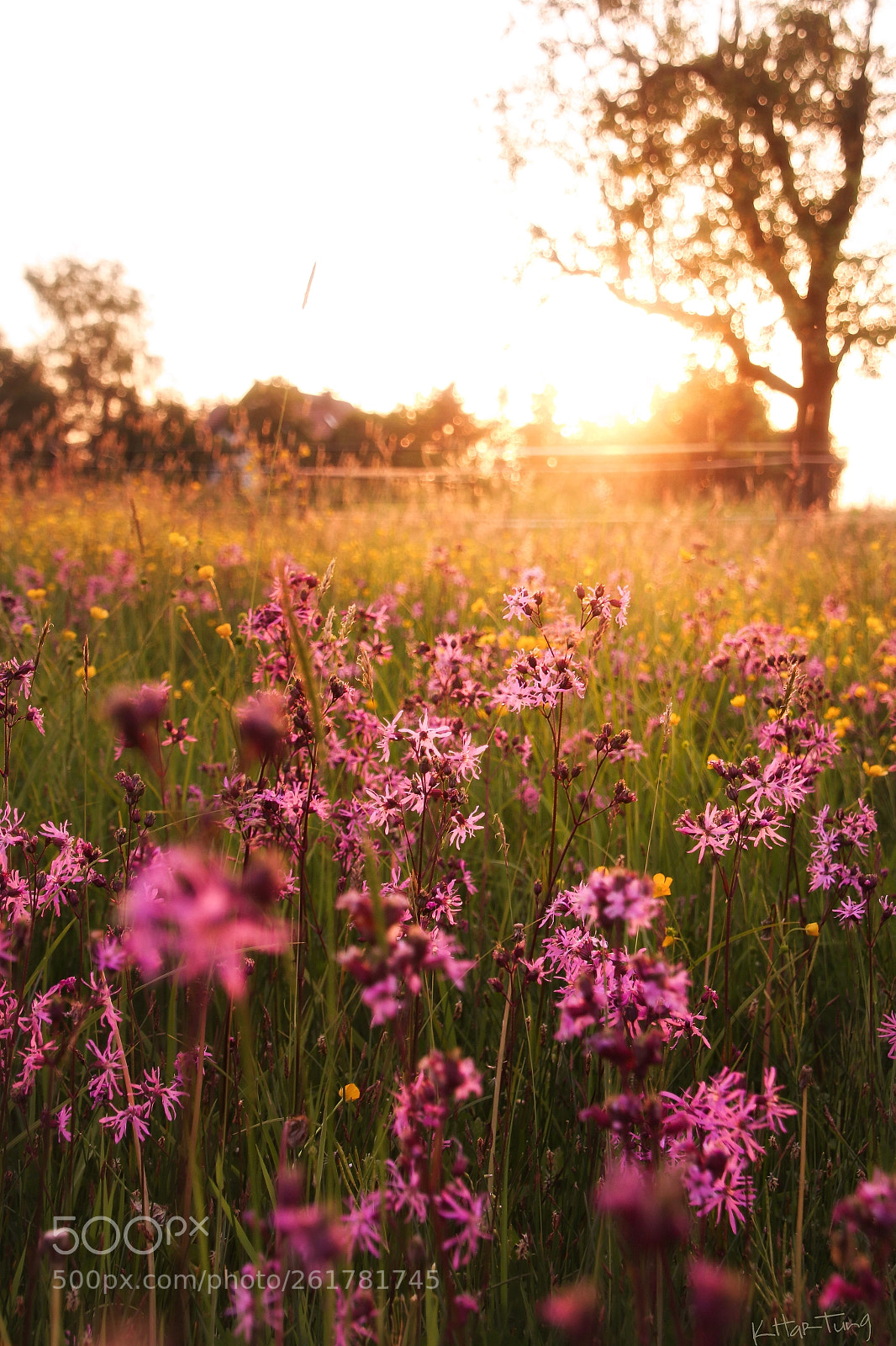 Canon EOS 70D sample photo. Sommerwiese photography