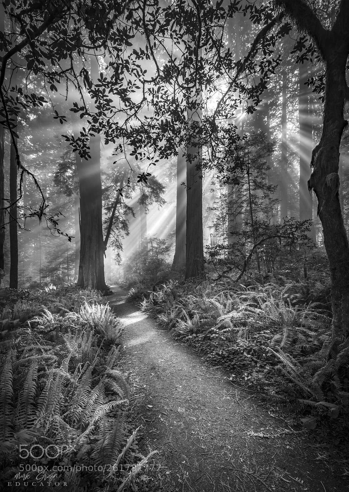 Nikon D810 sample photo. Redwood forest vespers photography