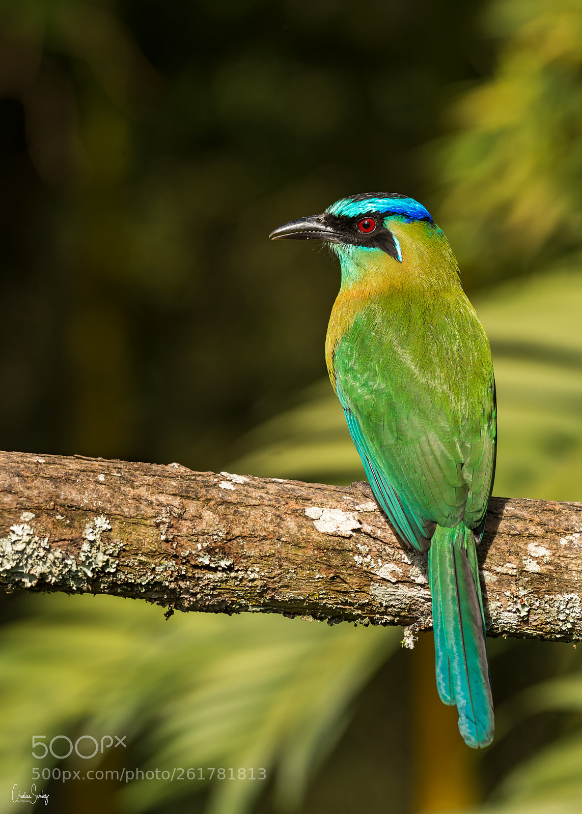 Nikon D4 sample photo. Lesson's motmot photography