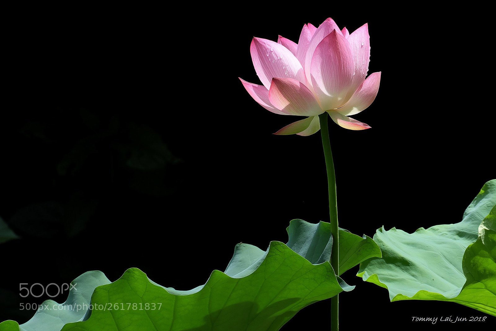 Fujifilm X-M1 sample photo. Lotus photography