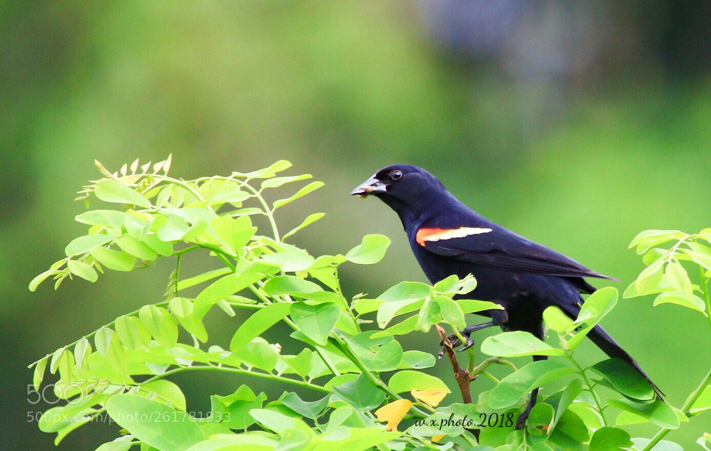 Canon EOS 7D Mark II sample photo. Red- winged blackbird photography