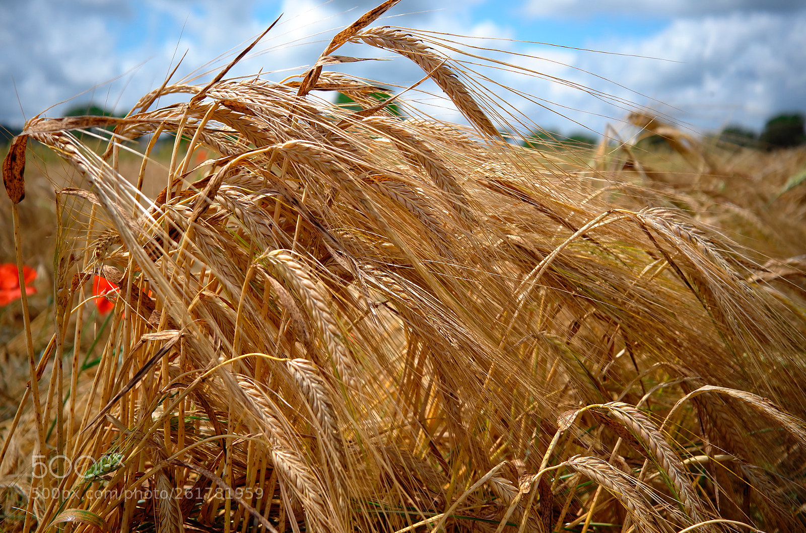 Leica X (Typ 113) sample photo. Wheat photography