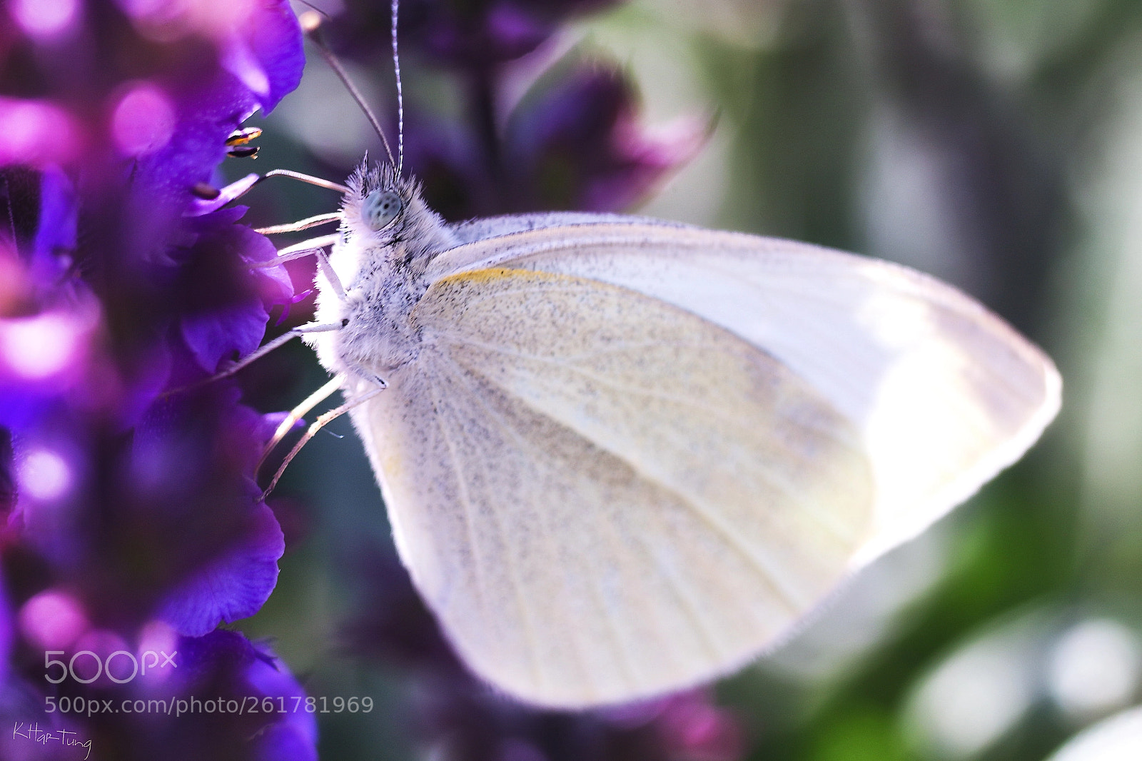 Canon EOS 70D sample photo. Butterfly photography