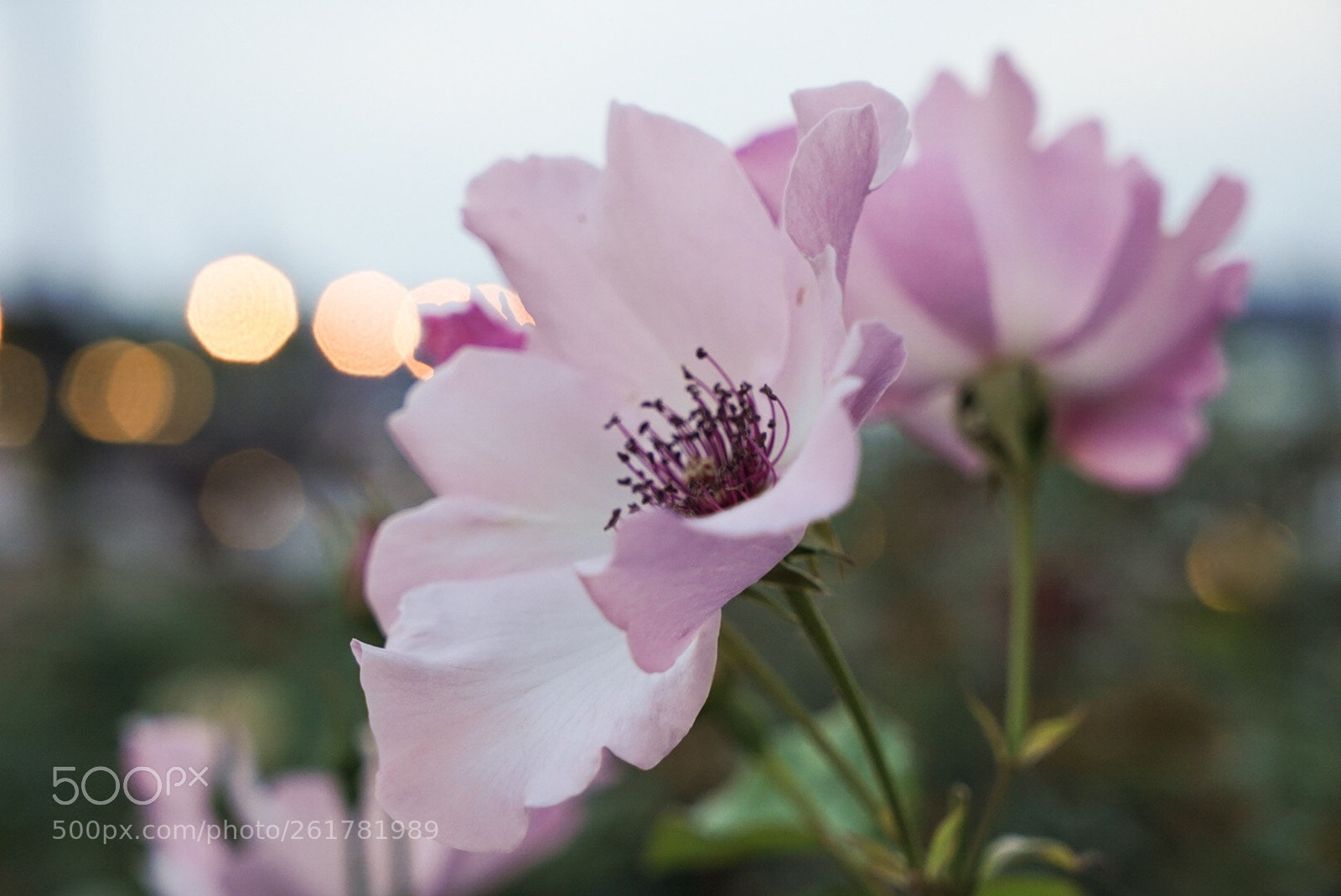Sony a7 III sample photo. Soluble in night. photography