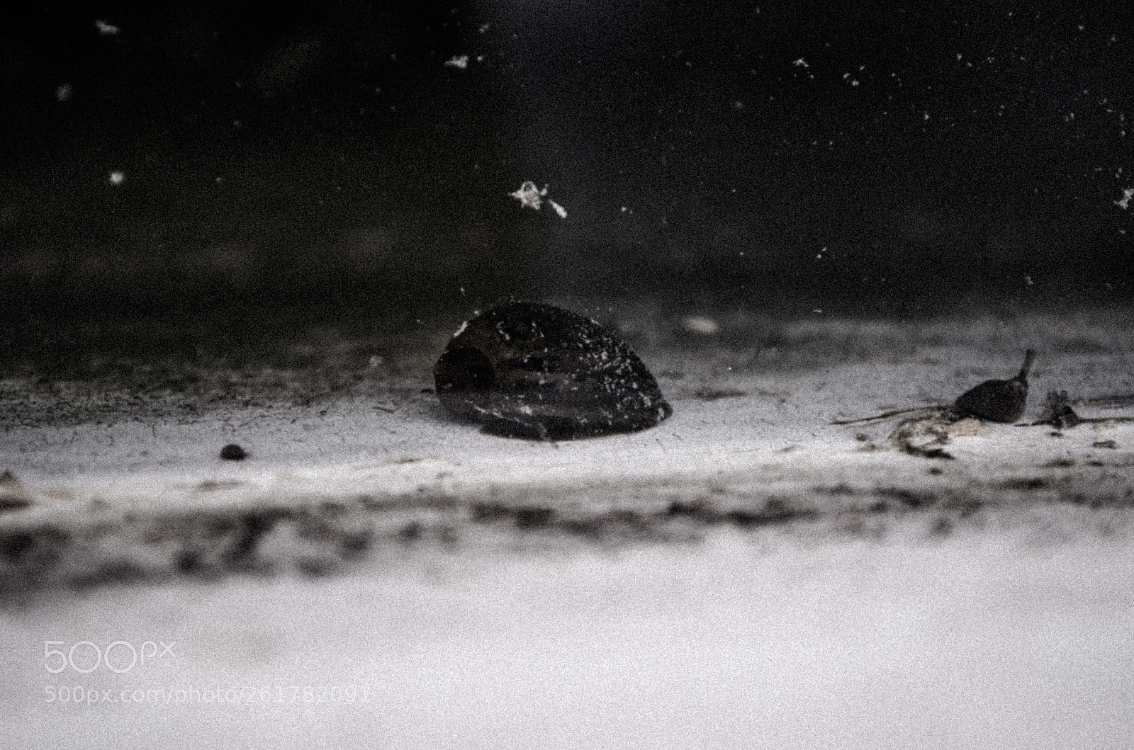 Nikon D5100 sample photo. Snail in pond photography