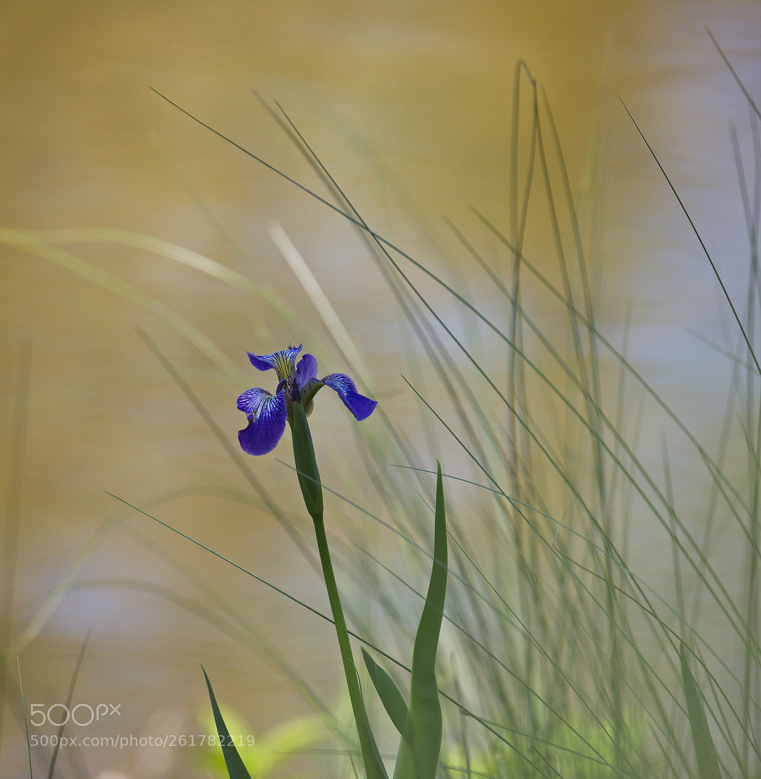 Canon EOS 5D Mark IV sample photo. Wild iris photography