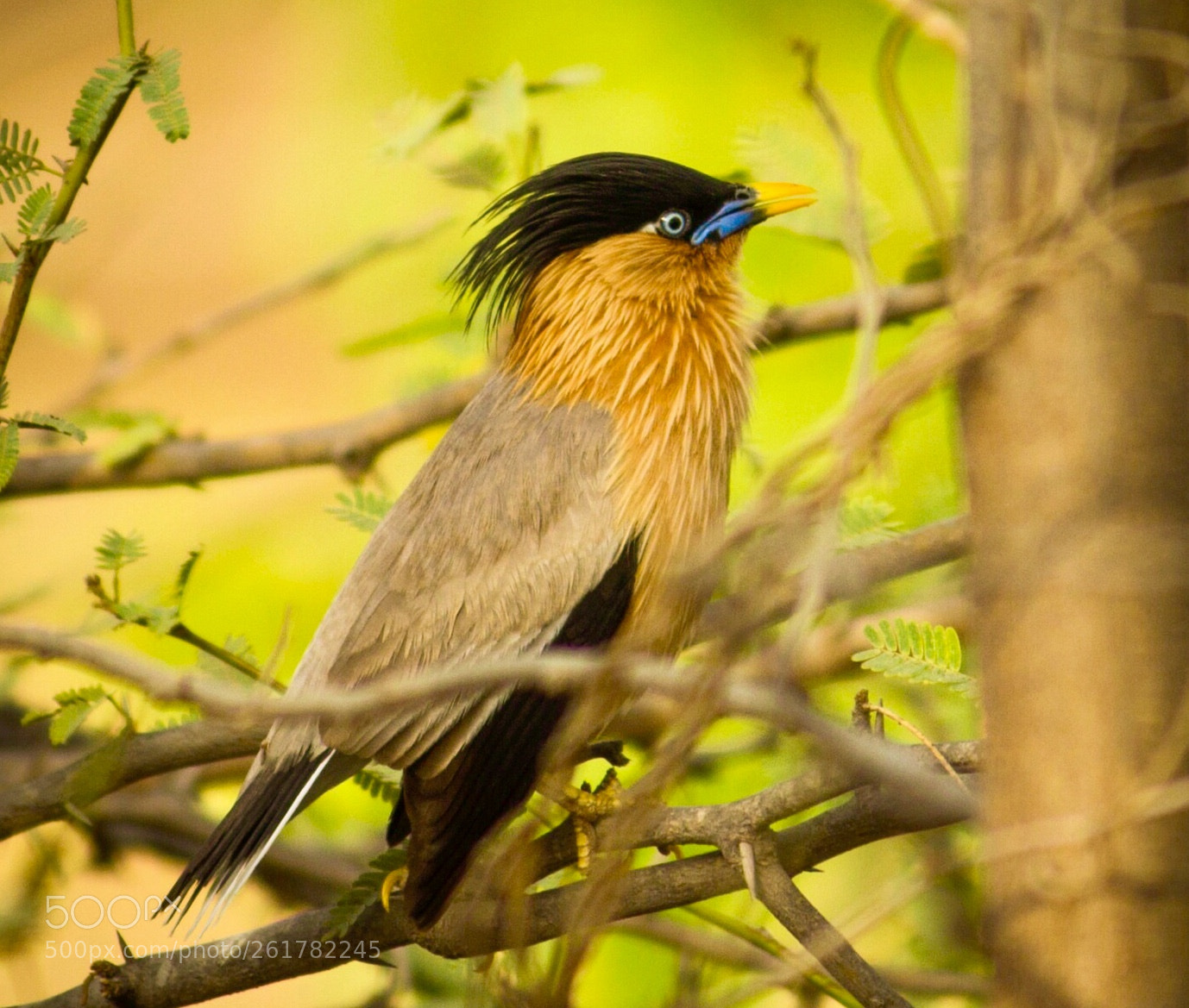 Canon EOS 1200D (EOS Rebel T5 / EOS Kiss X70 / EOS Hi) sample photo. Brahminy starling..! photography