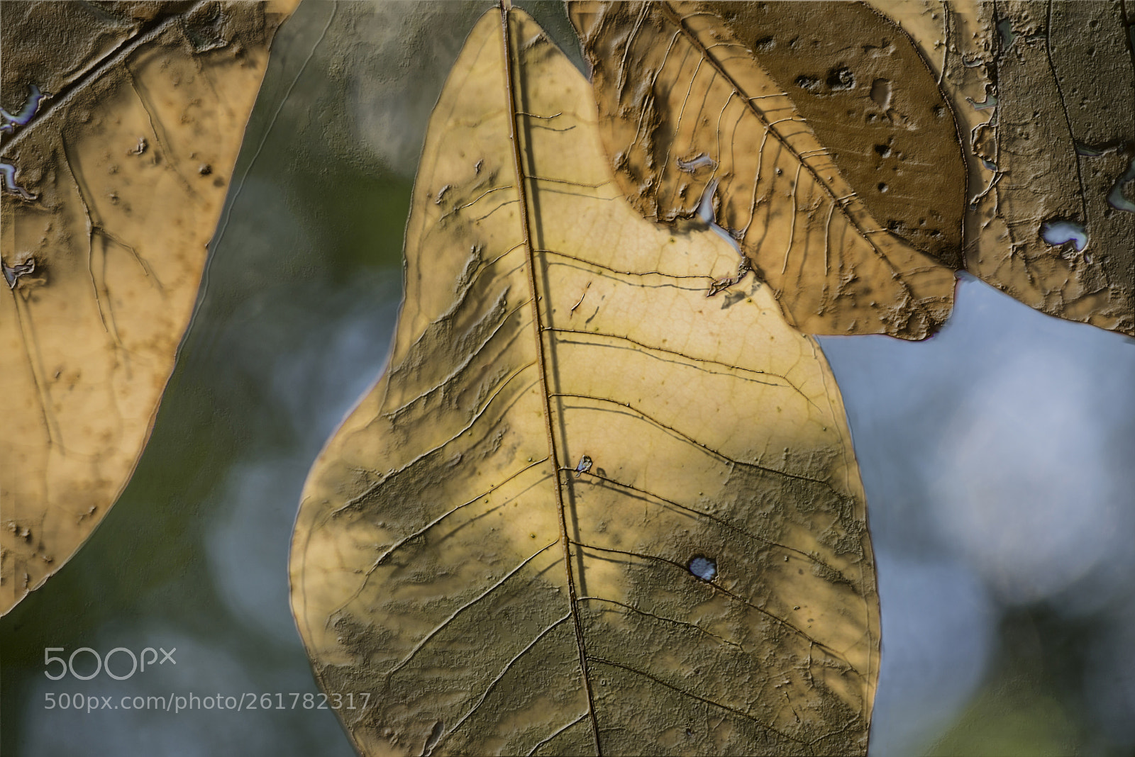 Nikon D600 sample photo. Yellow leaves 2 photography