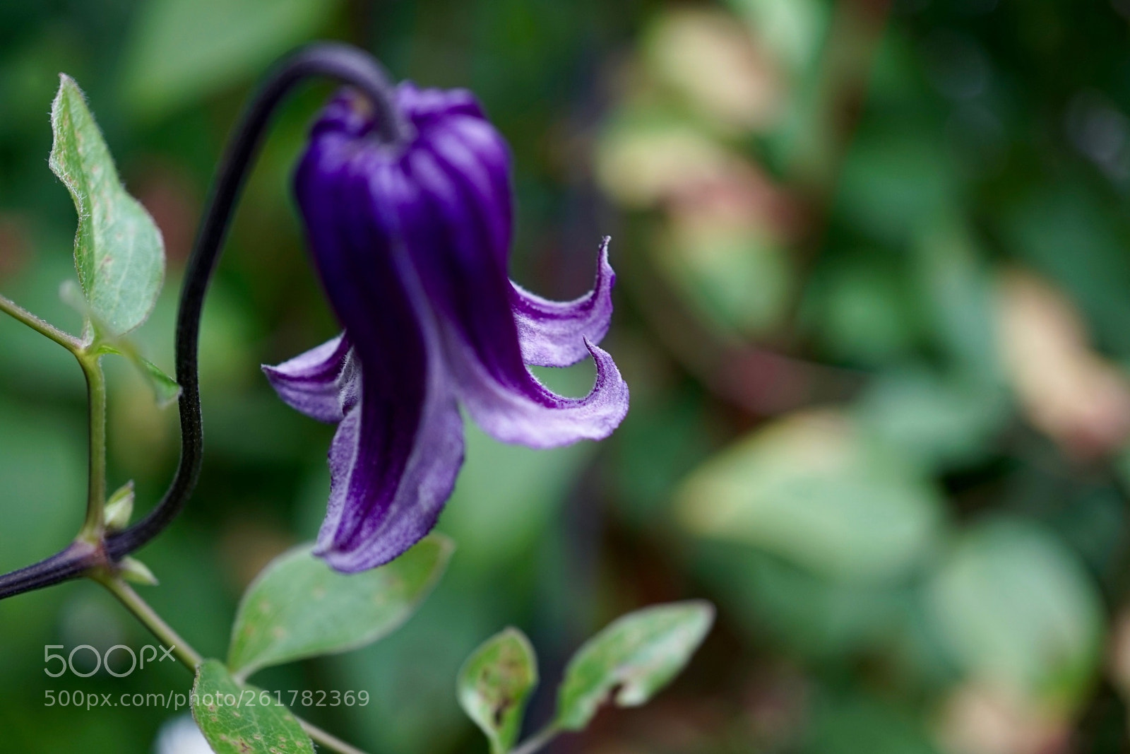 Sony a7 sample photo. Clematis photography