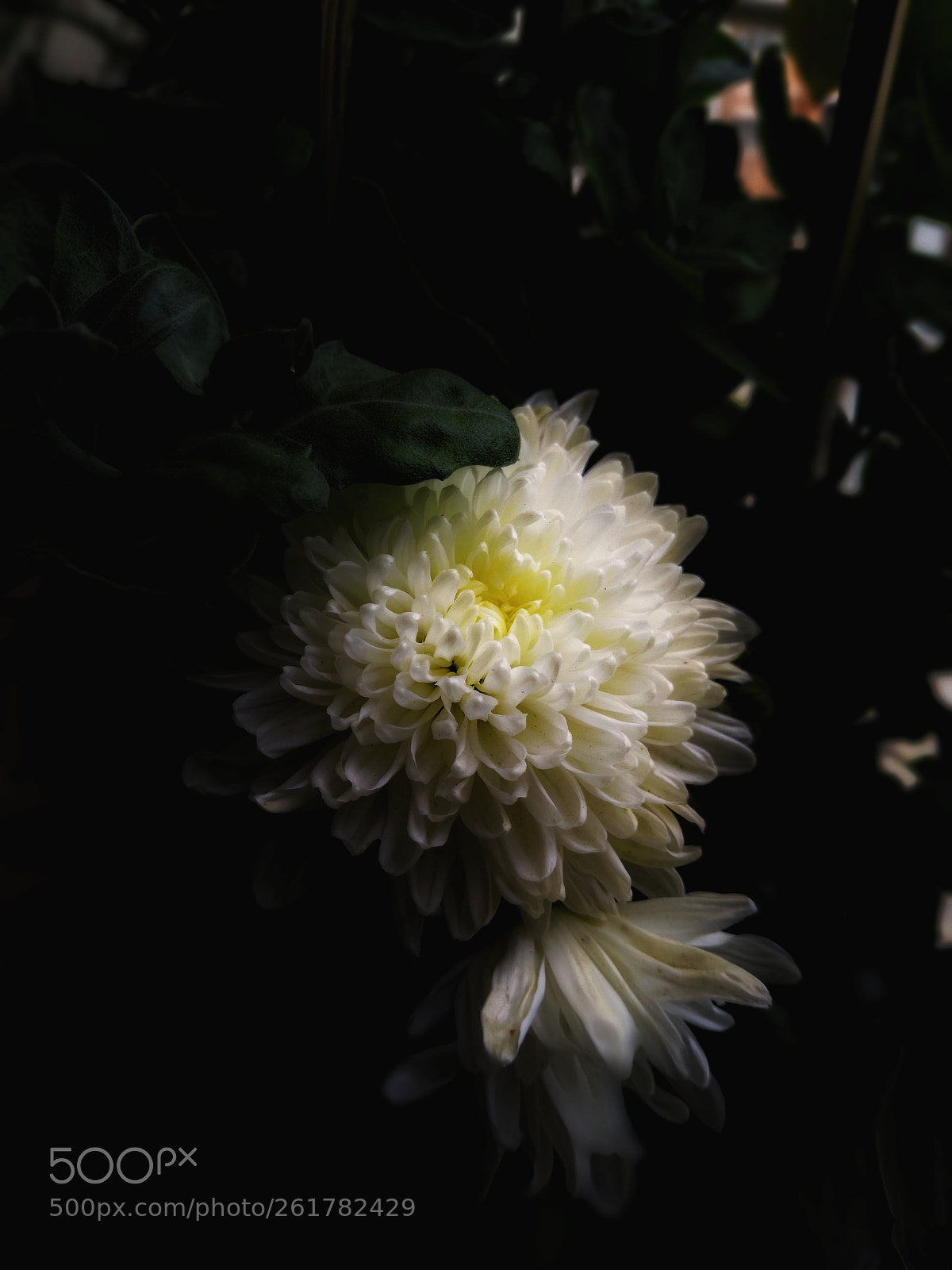 HUAWEI Honor View 10 sample photo. My lovely flowers photography