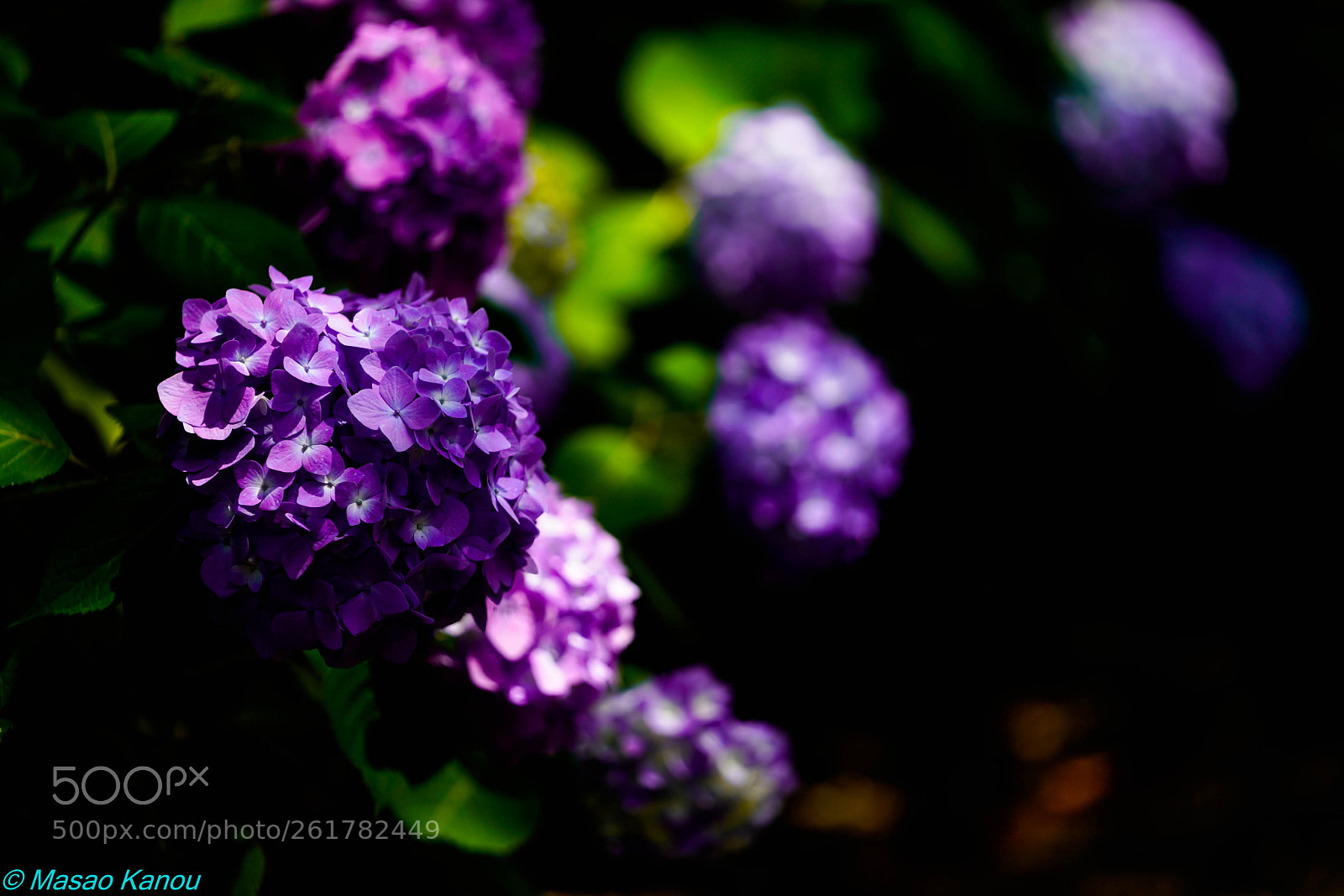 Sony a7R III sample photo. Hydrangea photography