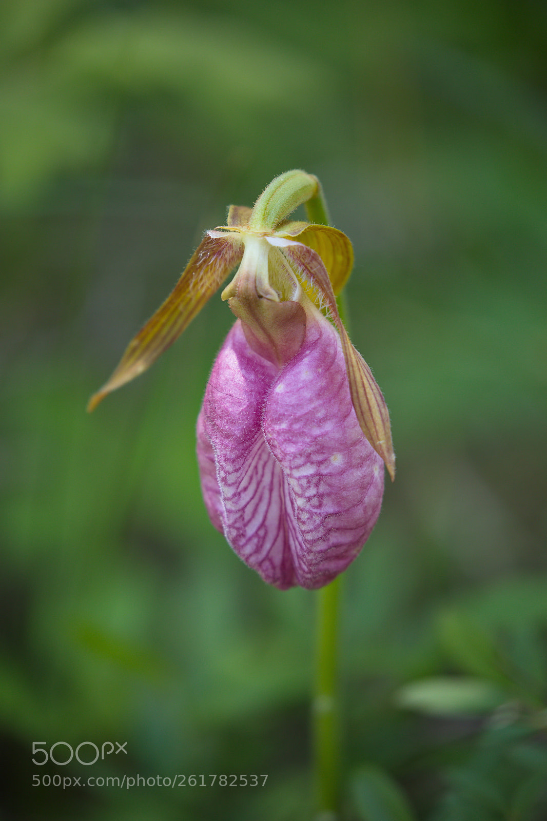 Canon EOS 5D Mark IV sample photo. Stemless lady's-slipper photography