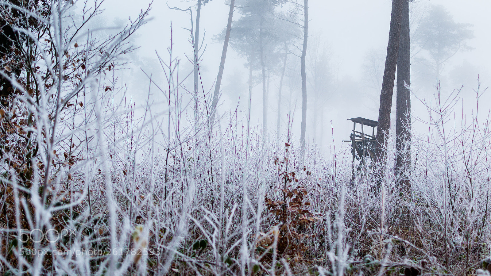 Nikon D3100 sample photo. Winter is coming photography