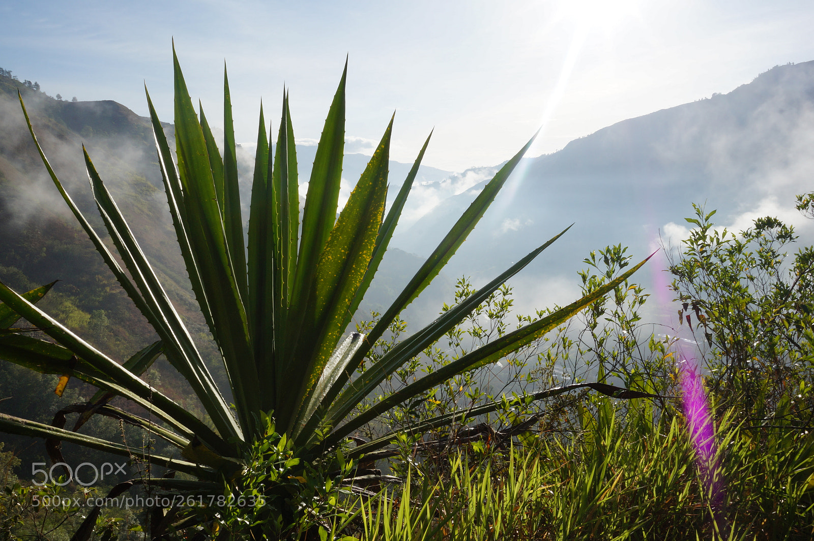 Sony Alpha a3500 sample photo. Nature photography
