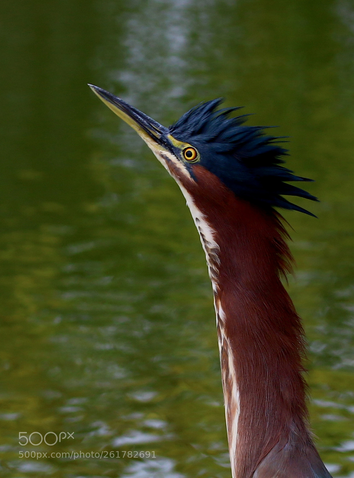 Canon EOS 70D sample photo. The little green heron photography