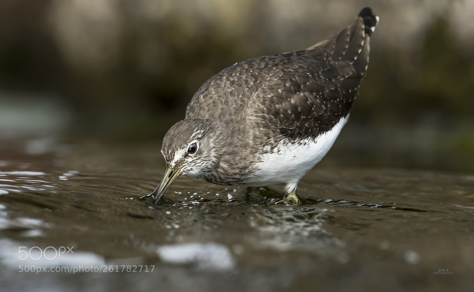 Nikon D500 sample photo. Green sandpiper photography