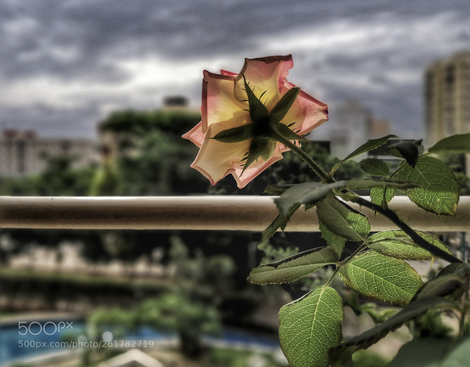 HUAWEI Honor View 10 sample photo. Look for the shine photography
