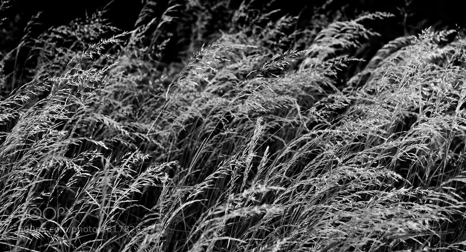 Olympus PEN-F sample photo. Going with the flow. photography
