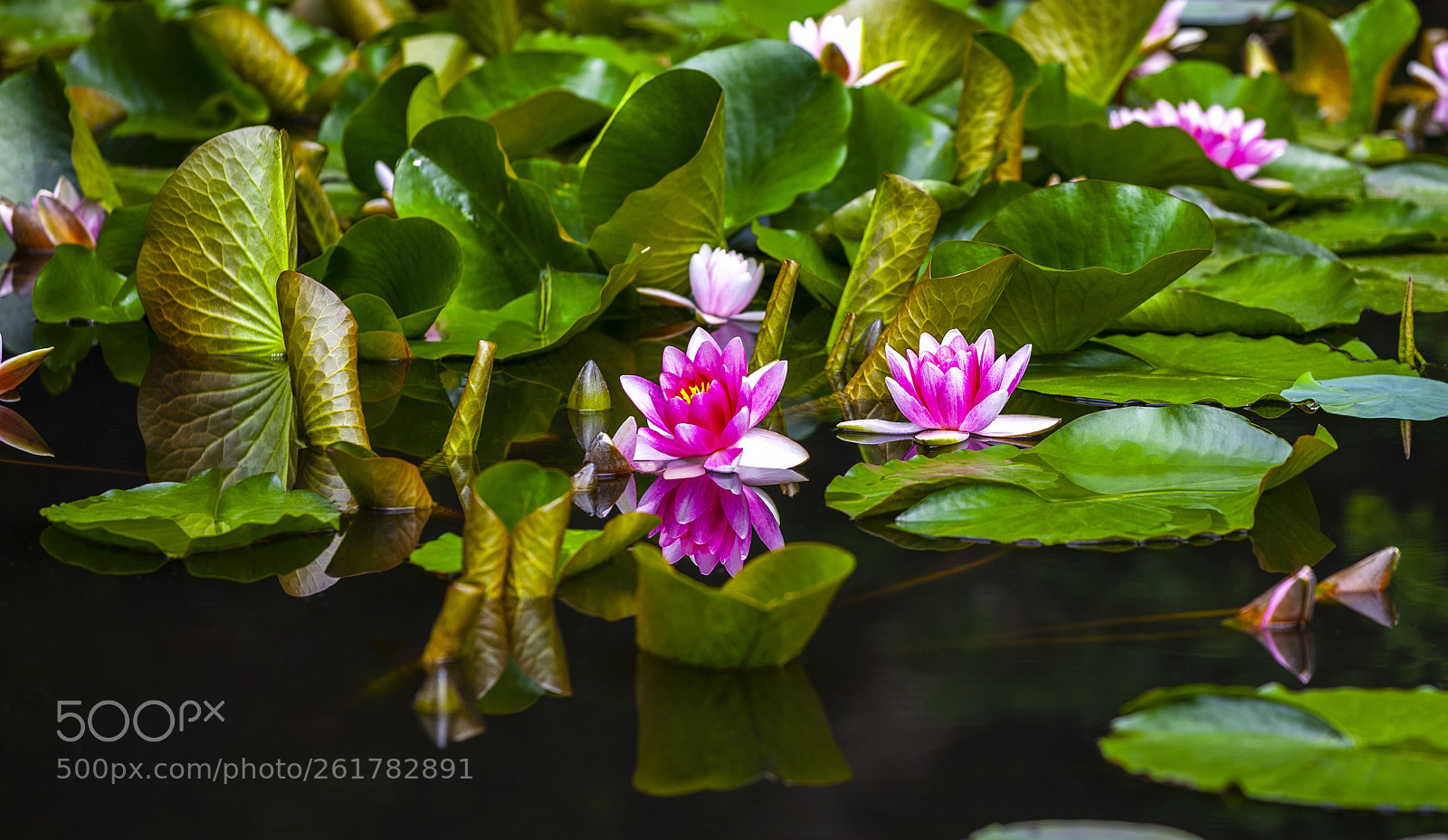 Canon EOS 5D Mark II sample photo. Red water lily photography