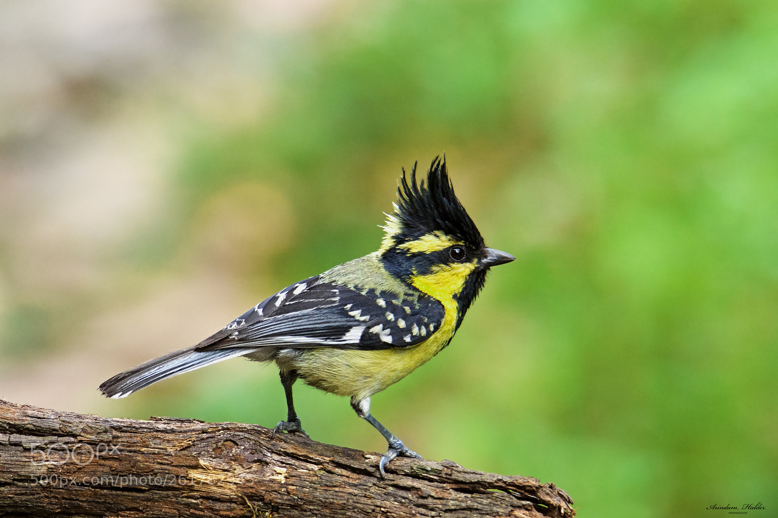Nikon D7200 sample photo. Black-lored tit. photography