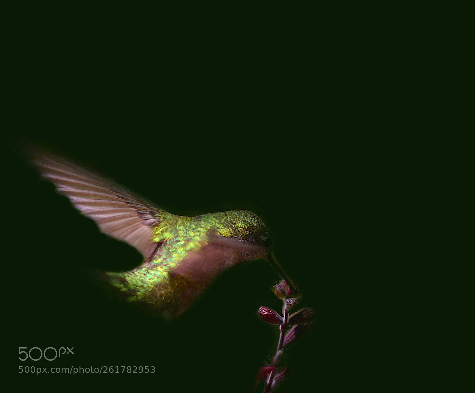 Canon EOS 80D sample photo. Hummingbird in flight photography