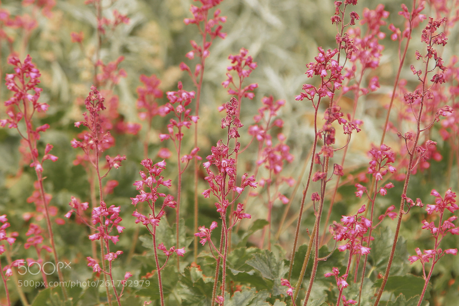 Canon EOS 60D sample photo. In the field photography