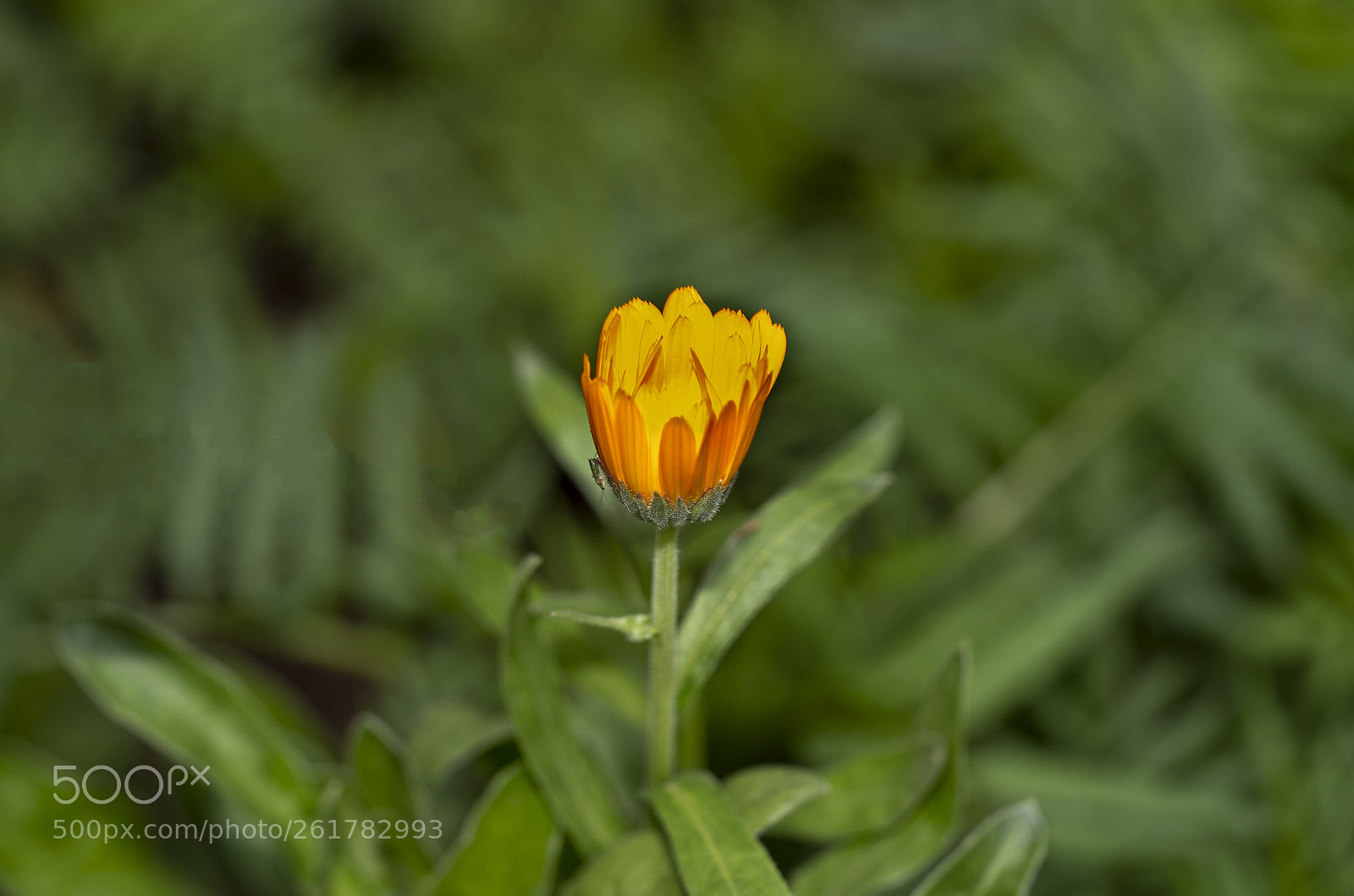 Sony a7 III sample photo. Bloom photography