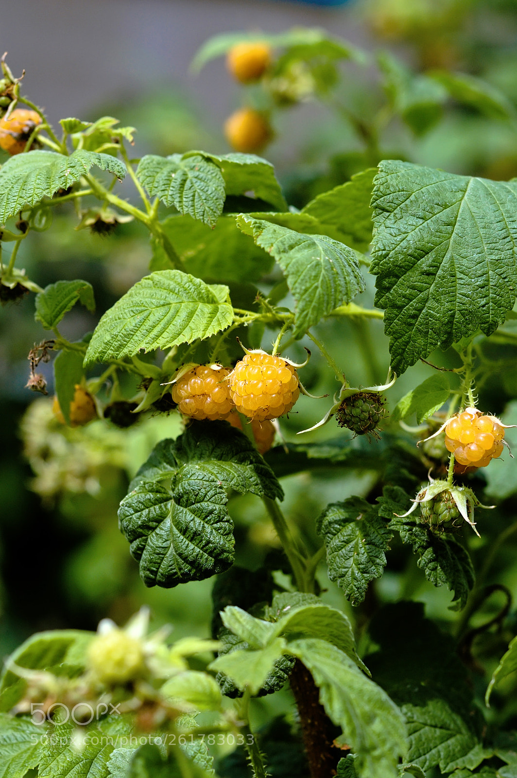 Nikon D70s sample photo. Raspberry bush photography