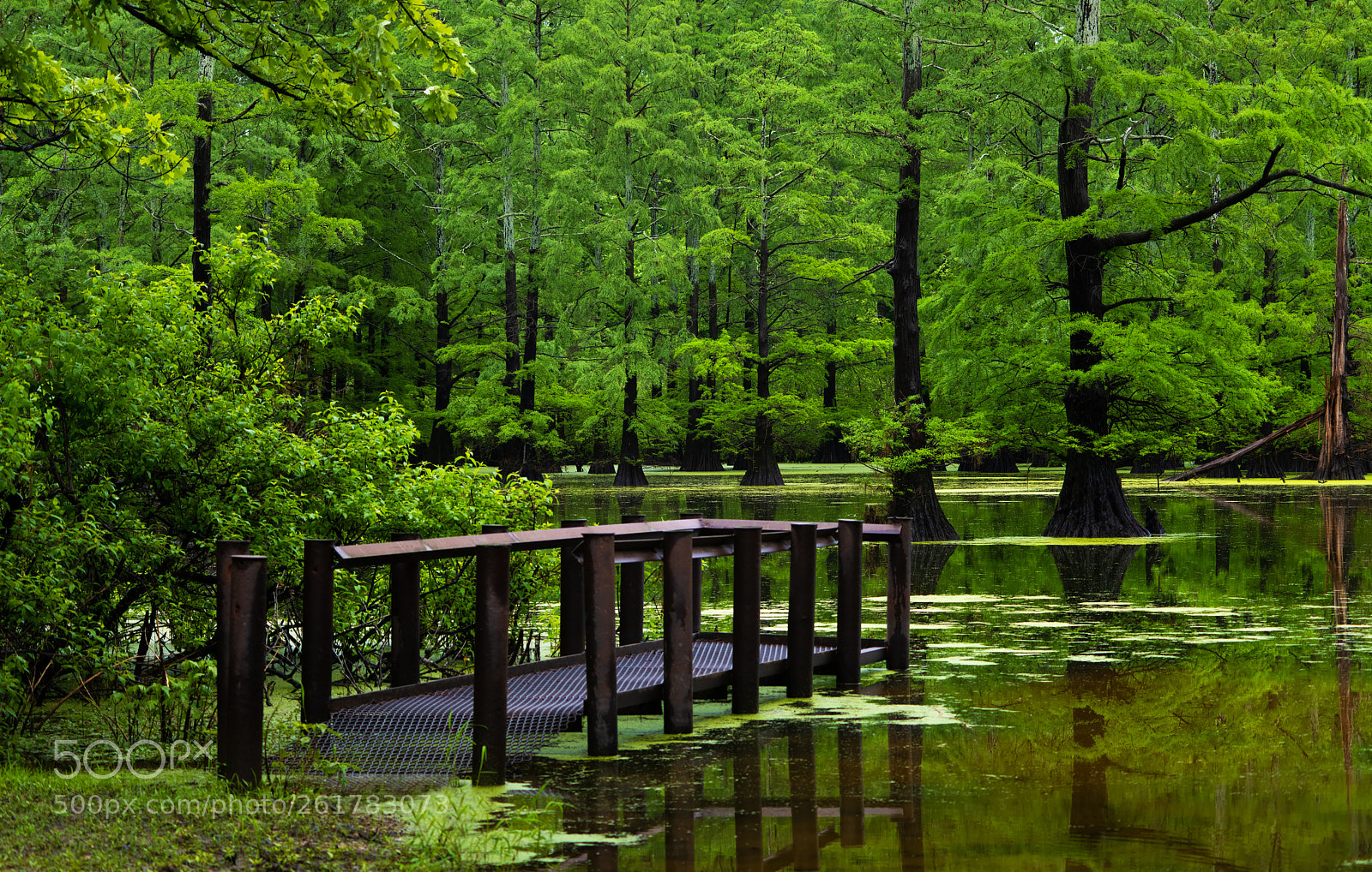Nikon D850 sample photo. Wetlands dock photography