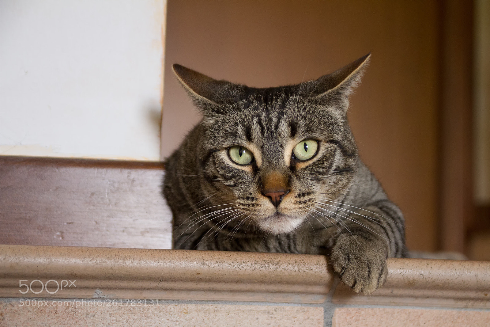 Canon EOS 7D sample photo. The cat johnny... be photography