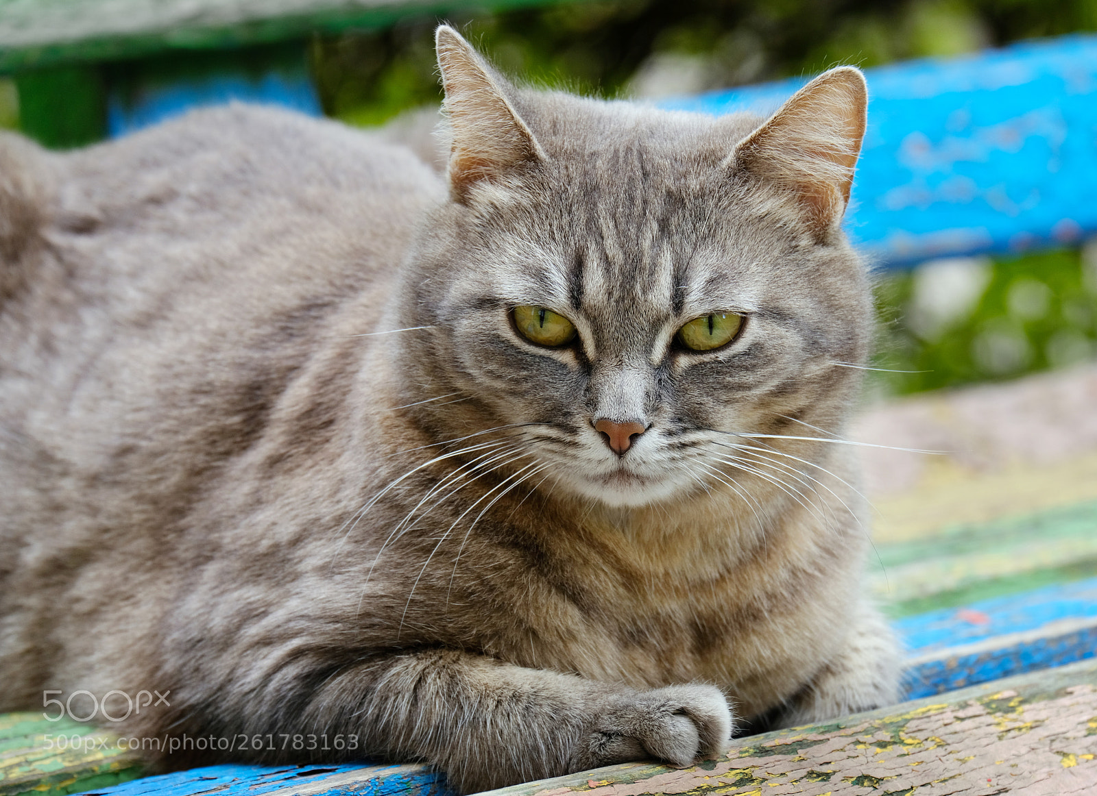 Fujifilm X-T20 sample photo. Catt resting on a photography