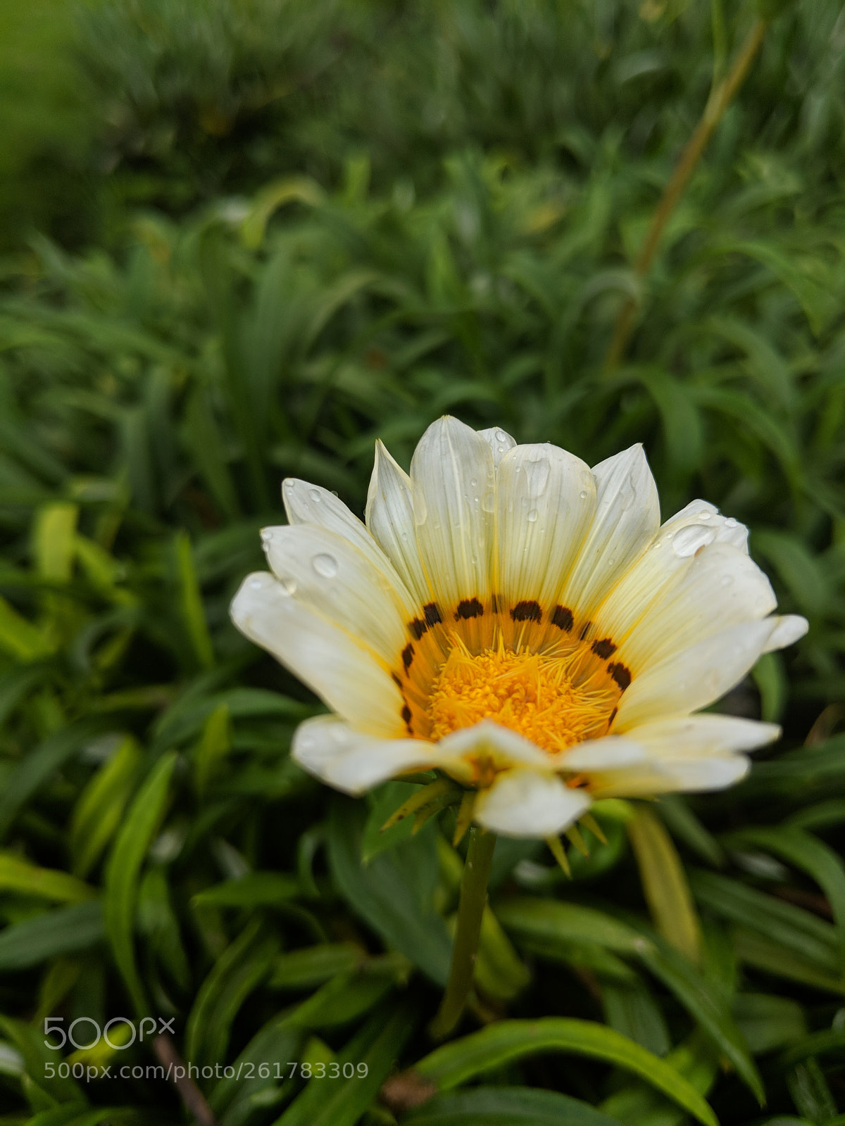 Google Pixel 2 sample photo. Untitled photography