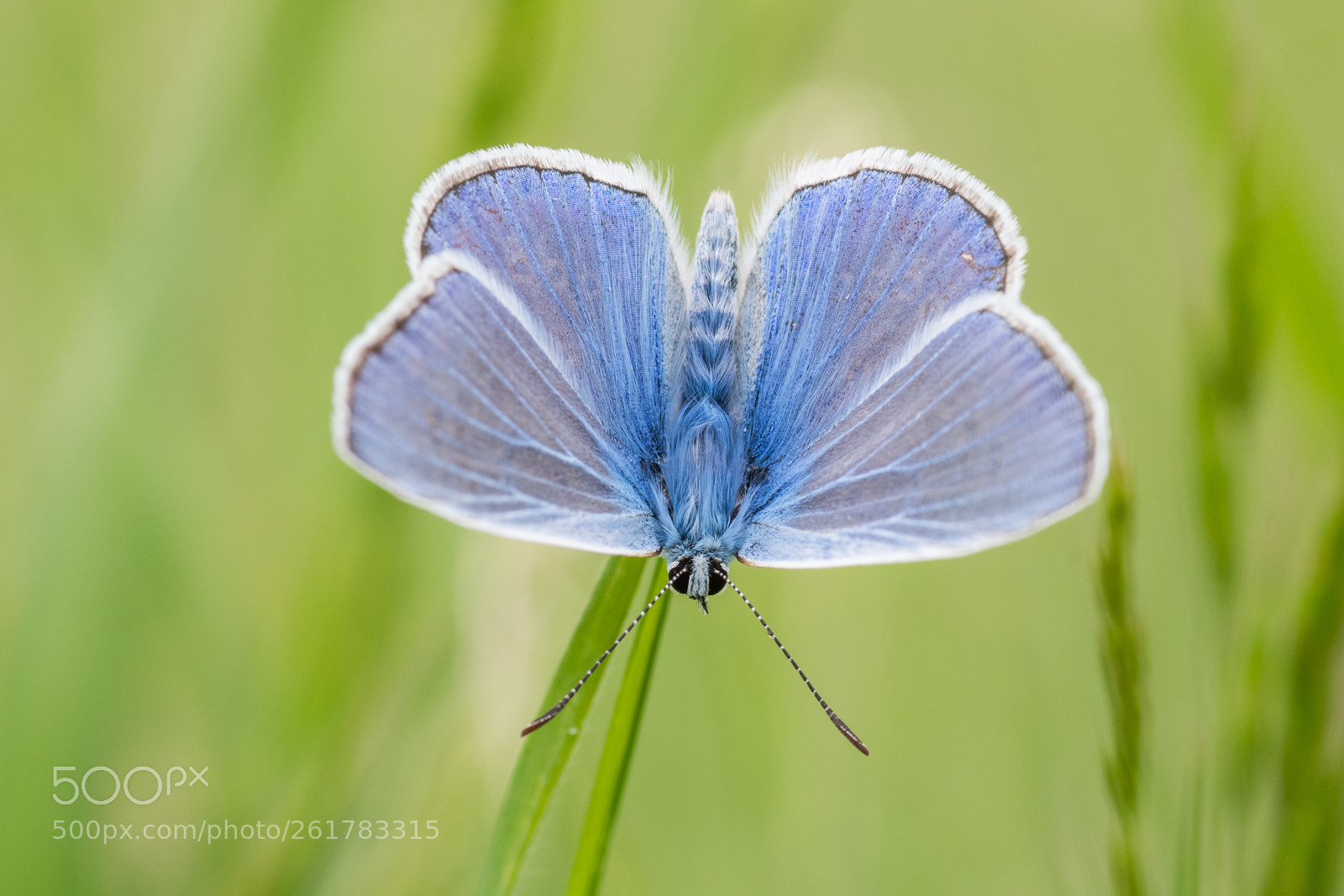 Nikon D500 sample photo. Common blue photography