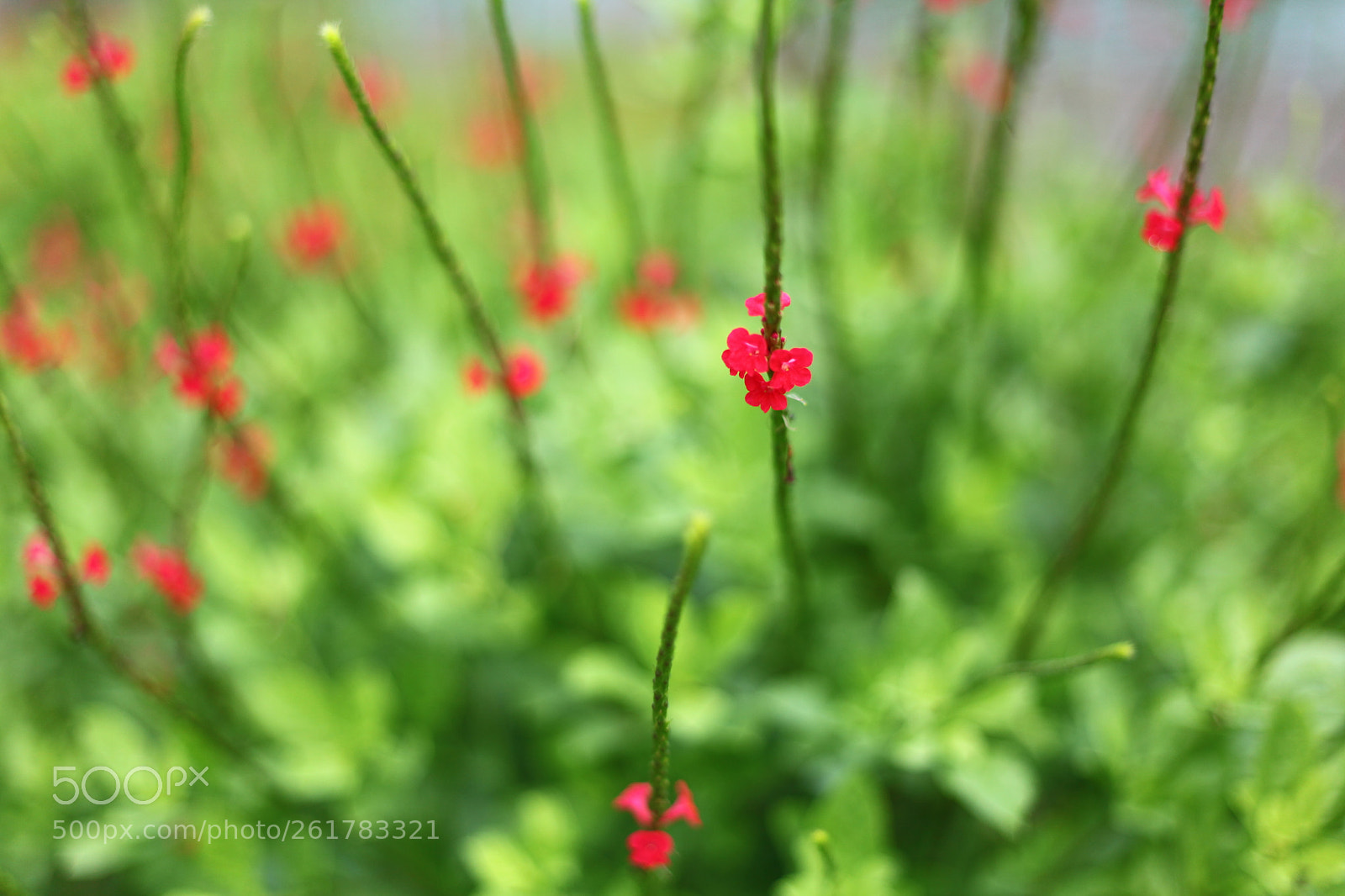 Canon EOS 5D Mark II sample photo. Little red photography