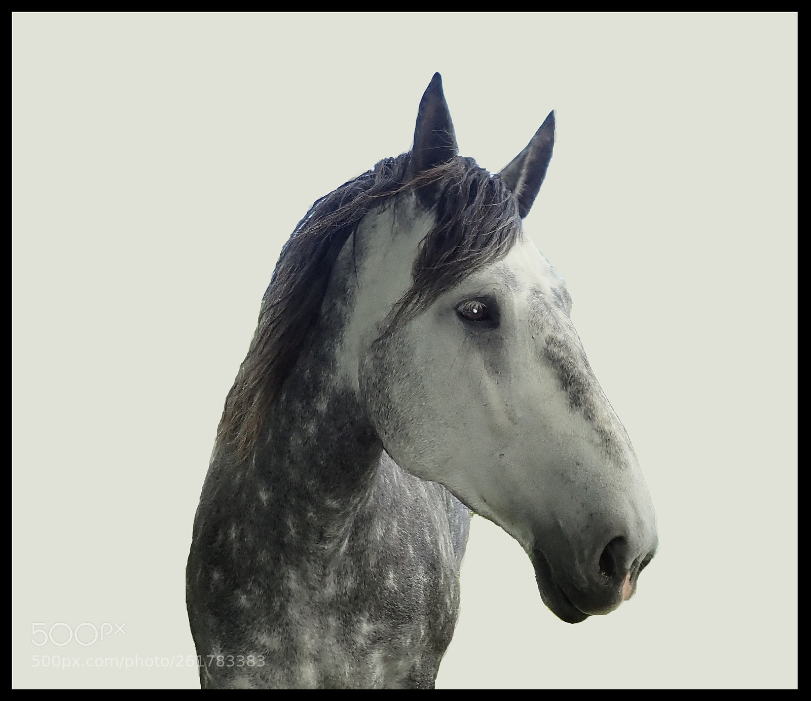 Olympus TG-5 sample photo. Horse portrait photography
