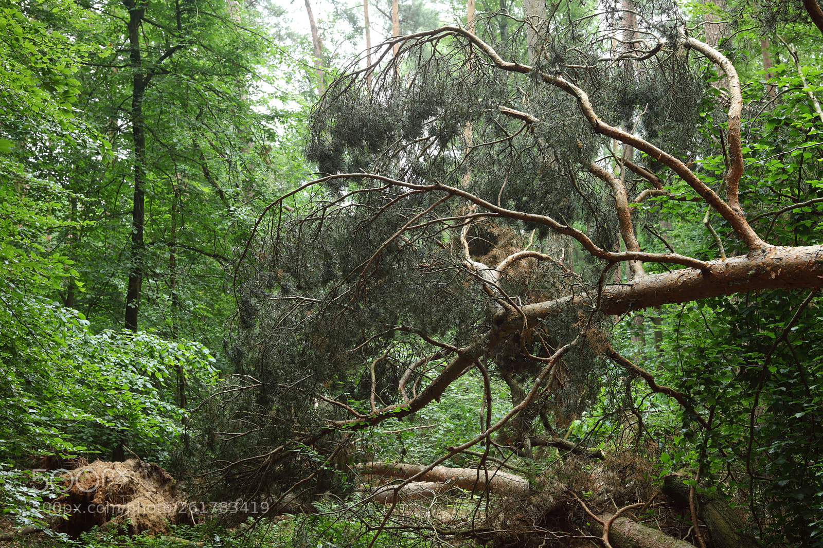 Canon EF 28-80mm f/3.5-5.6 sample photo. Windbreak photography