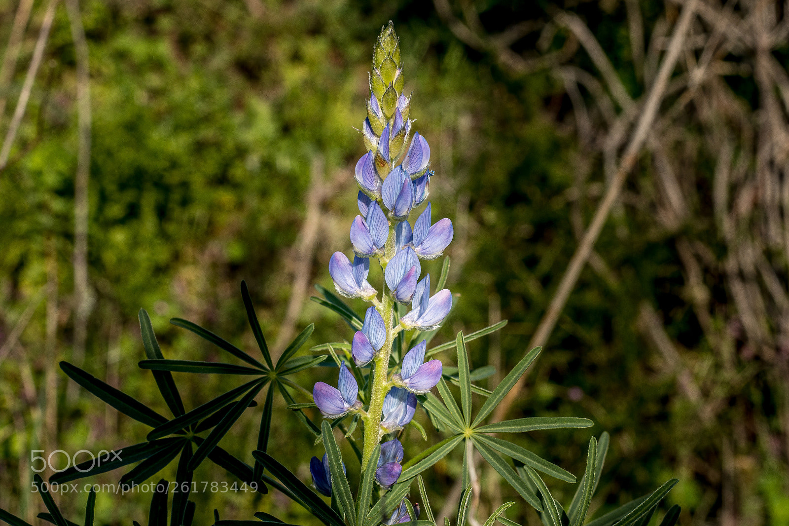 Canon EOS 70D sample photo. Floral photography