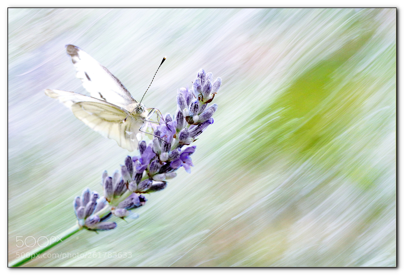 Canon EOS 80D sample photo. Pi ride de la photography