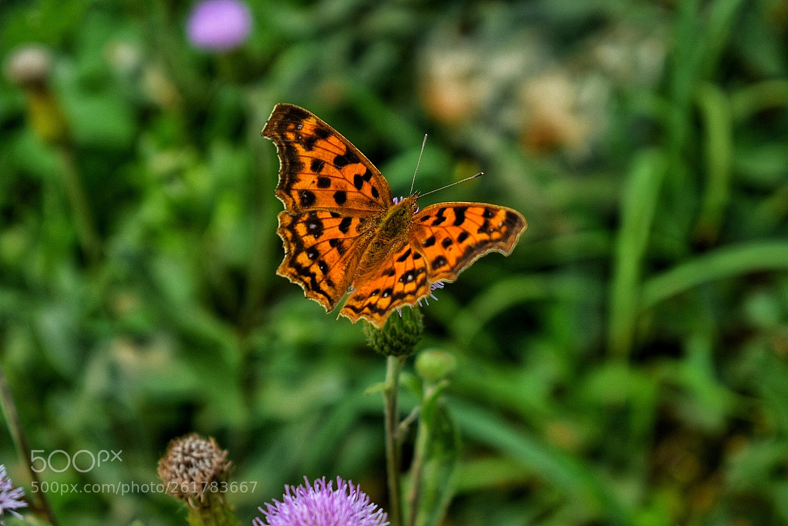 Nikon D3400 sample photo. Untitled photography
