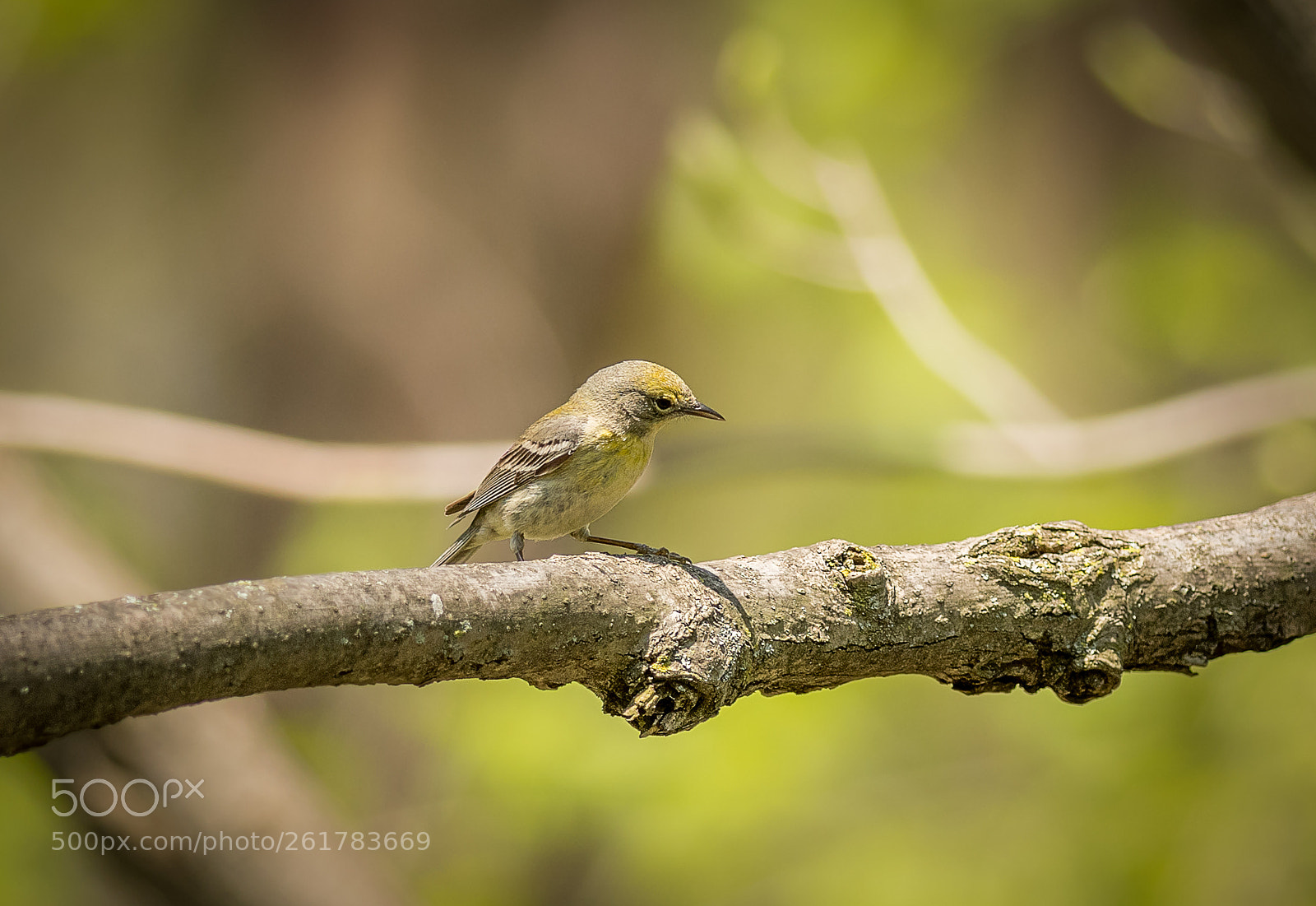 Nikon D500 sample photo. Pine warbler photography