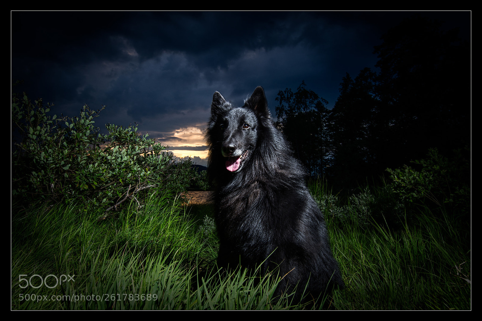 Nikon D7200 sample photo. Nero at the beach photography